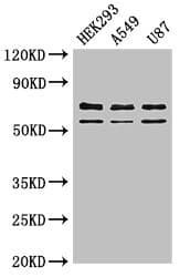 Polyclonal Rabbit anti-Rat Carboxypeptidase Z / CPZ Antibody