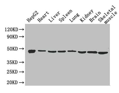 Polyclonal Rabbit anti-Mouse ENO1 / Alpha Enolase Antibody (WB)