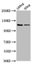 Polyclonal Rabbit anti-Escherichia coli GLB1 / Beta-Galactosidase Antibody (WB)
