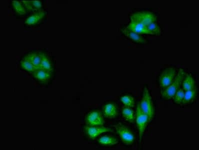 Polyclonal Rabbit anti-Human GLRX / Glutaredoxin Antibody (WB)