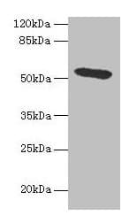 Polyclonal Rabbit anti-Rat HPX / Hemopexin Antibody (WB)