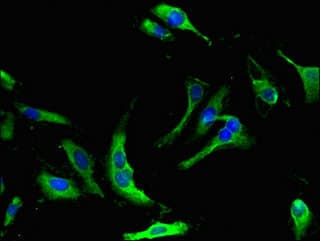 NME5 Antibody