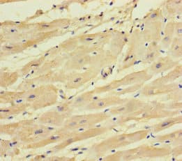 SYCN Antibody