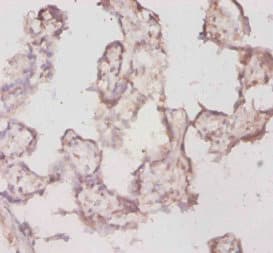 Polyclonal Rabbit anti-Mouse TPT1 / TCTP Antibody (WB)