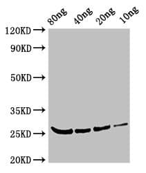 Polcalcin Bet v 4 Antibody