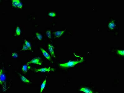 ZGRF1 Antibody