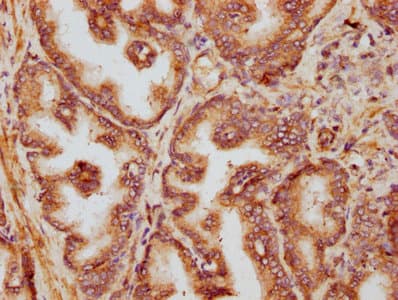 SLC35C1 Antibody