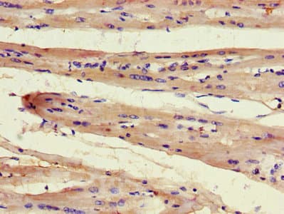 FAM43A Antibody
