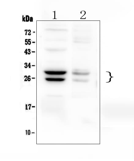 Polyclonal Rabbit anti-Mouse COMT Antibody (WB)