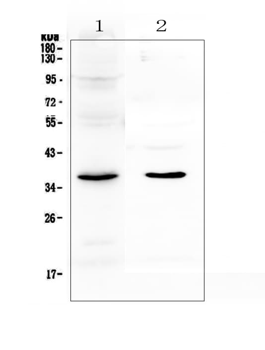 Polyclonal Rabbit anti-Mouse Osteonectin / SPARC Antibody (WB)