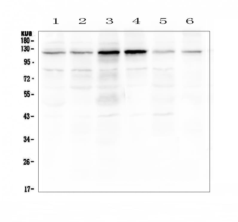 Polyclonal Rabbit anti-Human Smoothelin Antibody (WB)