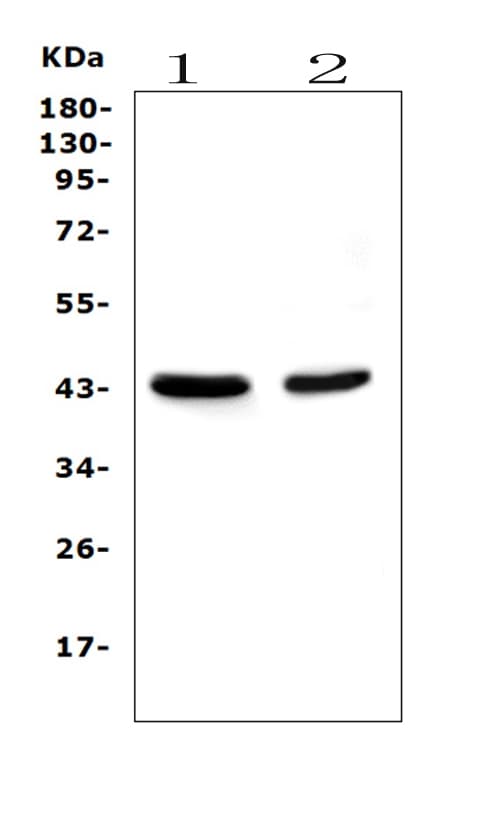 Monoclonal Mouse anti-Mouse PON1 / ESA Antibody (IHC, WB)