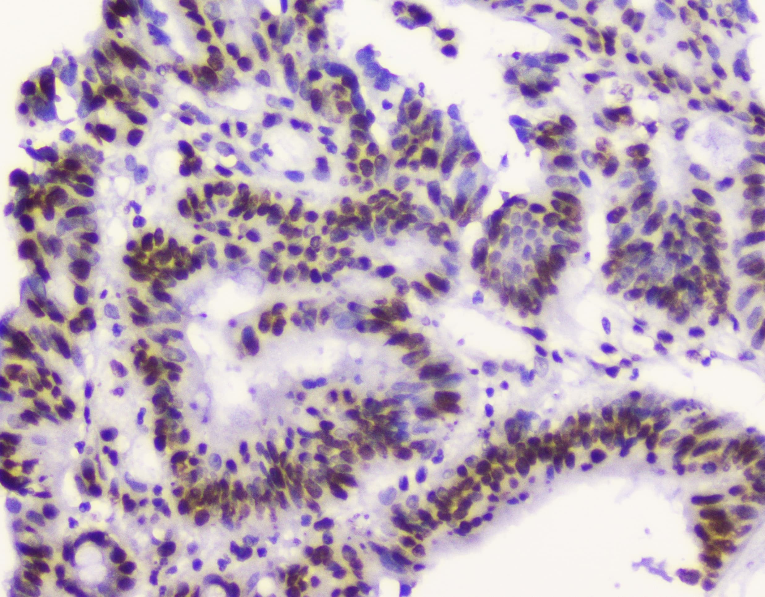 Monoclonal Mouse anti-Human RBBP4 / RBAP48 Antibody (IHC, WB)