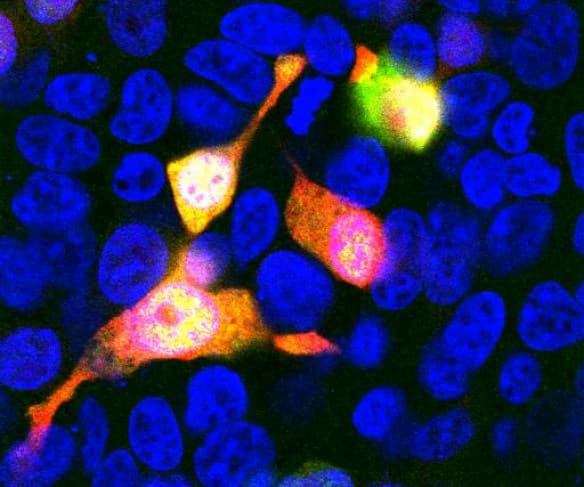 mCherry Antibody (clone 1C51)