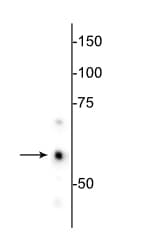 HSPD1 / HSP60 Antibody (clone 1C7)