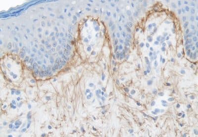 Polyclonal Guinea pig anti-Human ELN / Elastin Antibody (IHC, IF)