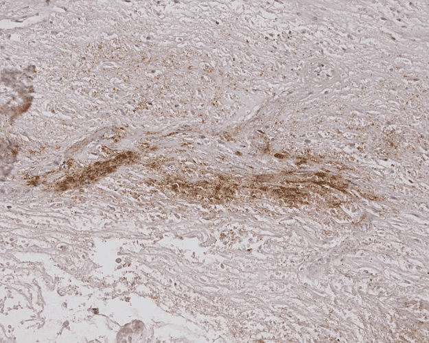 Alginate Antibody (clone 4B10-1C5, Atto 488)
