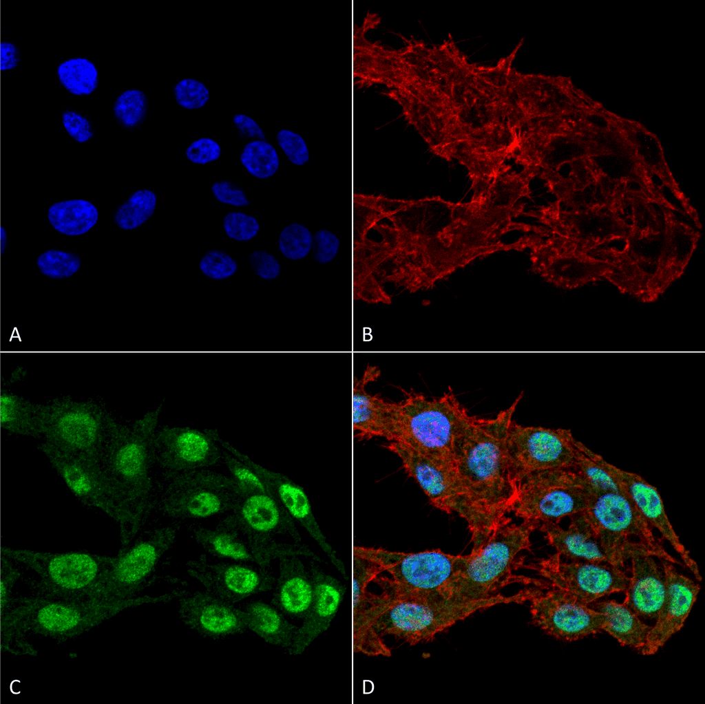 DNMT / DNMT1 Antibody (clone 11H8)