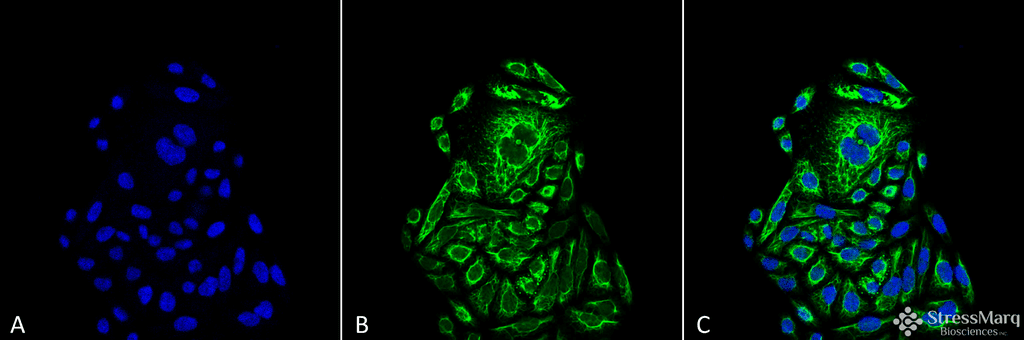 Polyclonal Rabbit anti-Human ACTB / Beta Actin Antibody (PerCP, IF, WB)