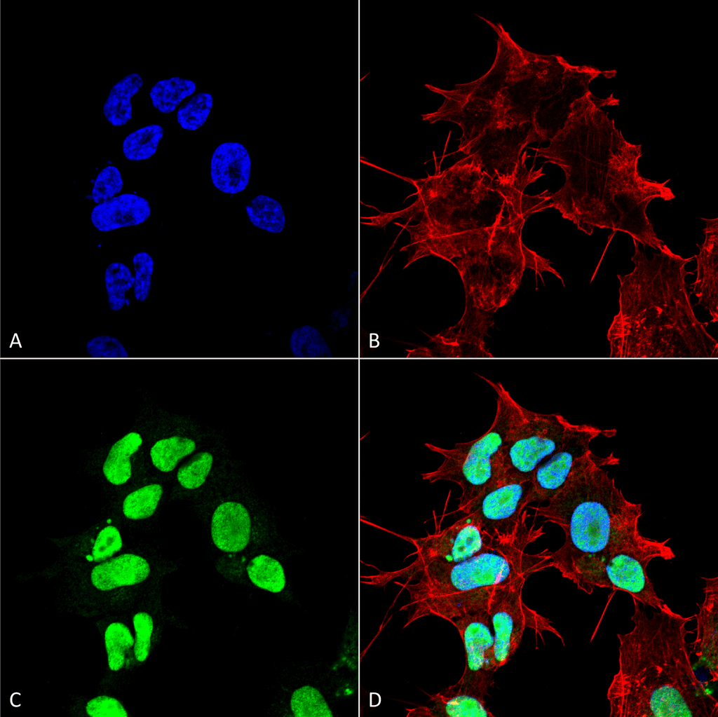 Polyclonal Rabbit anti-Human GABARAPL3 Antibody (RPE, IF, WB)