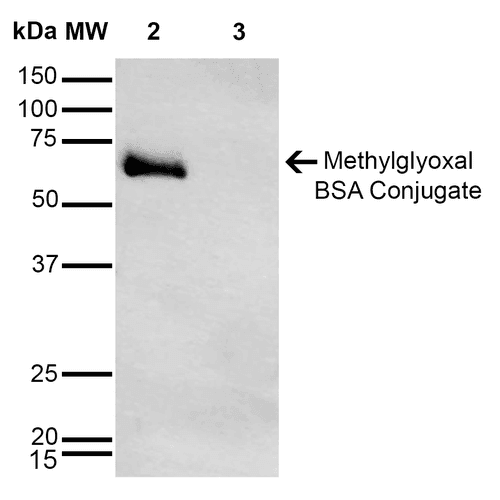 MGO / Methylglyoxal Antibody (clone 9E7)