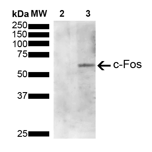 Monoclonal Mouse anti-Human FOS / c-FOS Antibody (clone 4A3, Biotin, WB)