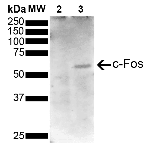 FOS / c-FOS Antibody (clone 5B11)