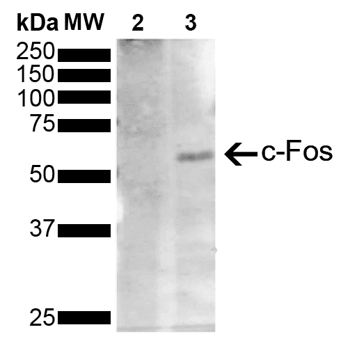 FOS / c-FOS Antibody (clone 12G11)