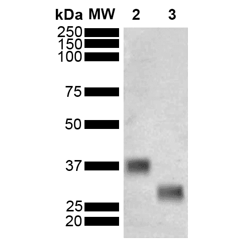 GST / Glutathione S-Transferase Antibody (clone 3E2)