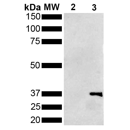Metallothionein Antibody (clone 1F5, FITC)