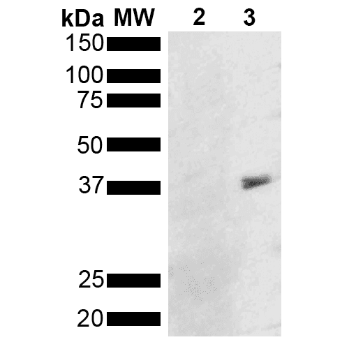 Monoclonal Mouse anti-Pseudomonas aeruginosa Metallothionein Antibody (clone 8D8, Biotin, WB)
