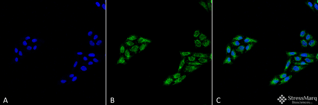 TP53 / p53 Antibody (Atto 488)