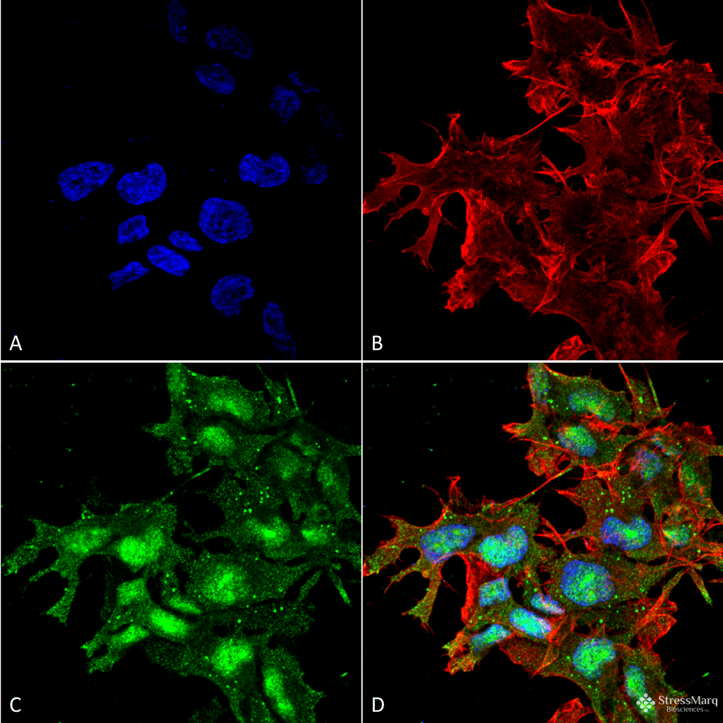 ATG2A Antibody (PerCP)