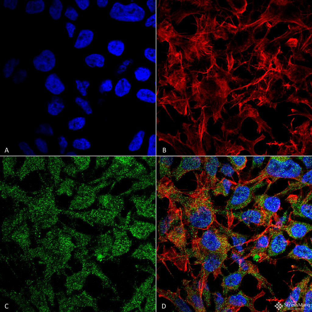 BDNF Antibody (PerCP)