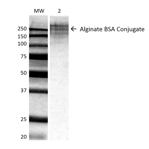 Alginate Antibody (clone 3G4-1F5, Atto 594)