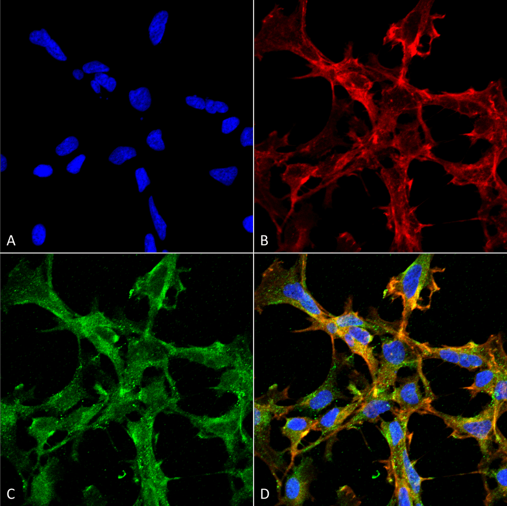 Monoclonal Mouse anti-All species Citrulline Antibody (clone 2D3.1, APC, IF, WB)