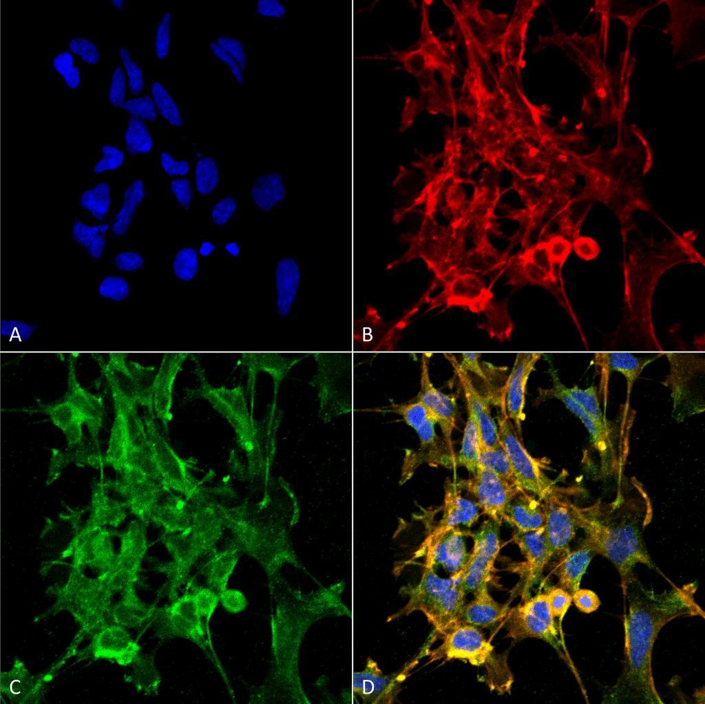 Citrulline Antibody (clone 6C2.1, Biotin)