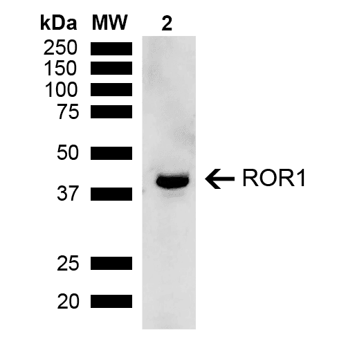 ROR1 Antibody (Atto 594)