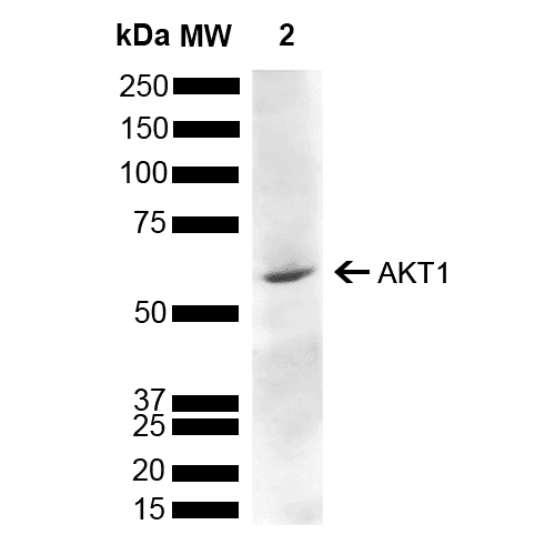 Polyclonal Rabbit anti-Human AKT1 Antibody (Atto 488, IHC, WB)