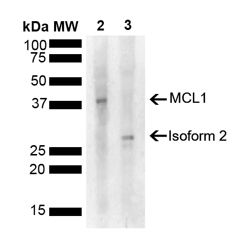 MCL1 / MCL 1 Antibody (Biotin)