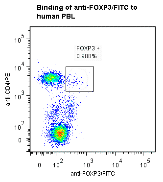 FOXP3 Antibody (clone ANCFX2D7, FITC)