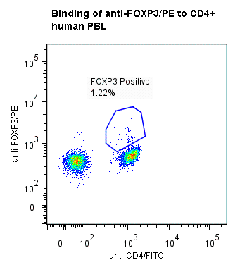 FOXP3 Antibody (clone ANCFX2D7, PE)