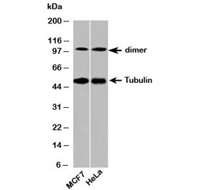 Beta Tubulin Antibody (C-Terminus)