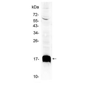 Ly6a / Sca-1 Antibody