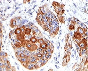 Monoclonal Mouse anti-Human CD86 Antibody (clone BU63, IF, WB)