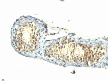 TGFA / TGF Alpha Antibody (aa34-43, clone 1E8-G6)