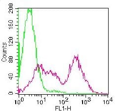 Monoclonal Mouse anti-Rat KLRC1 / NKG2A / CD159a Antibody (clone WEN28, IF)