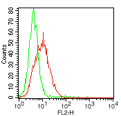 CDH2 / N Cadherin Antibody (clone 8C11)