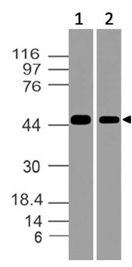 Polyclonal Rabbit anti-Human ENO2 / NSE Antibody (WB)