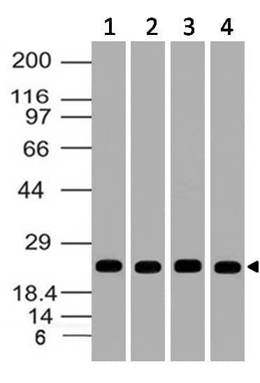 Polyclonal Rabbit anti-Mouse UCHL1 / PGP9.5 Antibody (WB)